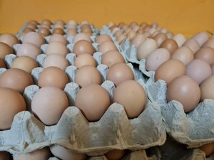 ไข่ไก่สดสีน้ำตาล/ไข่ไก่, ขายในราคาที่ดีที่สุด ไข่ไก่สดสีน้ำตาลจากฟาร์ม - Product Image 2