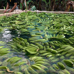 Plátanos tropicales seleccionados Cavendish frescos Ideal para creaciones culinarias Postre y Snack Uso Vietnam - Product Image 1