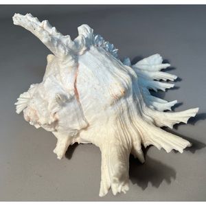 Almeja gigante natural grande y limpia pulida, conchas marinas Tridacna Gigas blancas, impresionantes conchas oceánicas de playa para costas - Product Image 5