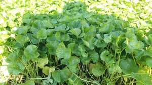 ใบ Centella Asiatica, ใบ Gotu Kola, mandukaparni
