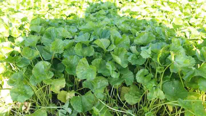 Centella asiatica leaves, gotu kola leaves,Mandukaparni