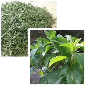 Suministro de hojas de stevia de alta calidad para té/polvo/materias primas a granel desde Vietnam desde 99 Gold Data - Product Image 5