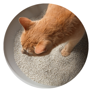 LITIÈRE POUR CHAT À HAUTE ABSORPTION D'HUMIDITÉ, HAUTE QUALITÉ, PRIX CONCURRENTIEL - Product Image 4