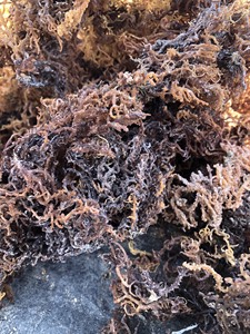 Mousse de mer Eucheuma Cottonii biologique, vente en gros, violet, couture, mousse irlandais, artisanat sauvage, mousse de mer provenant du Vietnam, usine à bas prix - Product Image 6