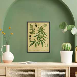 Impresión Artística Educativa Vintage de Cáñamo (Cannabis Sativa L.) - Hermoso Póster Vintage - Product Image 3