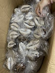 เป็นของขวัญสำหรับเป็นของขวัญหนังเสือธรรมชาติเปลือกลายเสือดาวทะเลสีดำ - Product Image 3