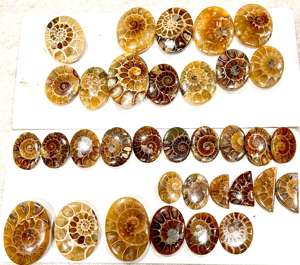 อัญมณีแอมโมไนต์สีเหลืองธรรมชาติทรงหลวมตัดเป็นรูปวงรีฟรีไซส์ - Product Image 4