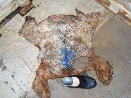 Pieles de Cabeza de Res Saladas Premium |   Mejores Precios - Product Image 4