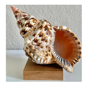 Trompeta Triton Shell para diseño y exhibición de tema marino del exportador de Vietnam 99 Gold Data Trompeta Triton Shell - Product Image 4