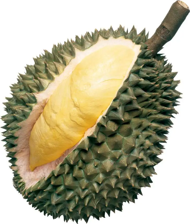 Fruits durian surgelés Ri6 du Vietnam-fruits de qualité supérieure