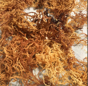 100% NATUREL ET FRAIS IRISH MOSS/SEAMOSS VIETNAM PRODUIT-Prix raisonnable-Haute qualité pour les grossistes 2023 / DC - Product Image 3