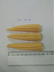 Maïs en conserve de qualité supérieure du Vietnam, coupé en entier et en moitié, prêt à servir, qualité d'exportation en gros - Mme Tarina - Product Image 4