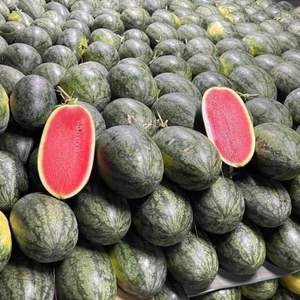 Sandía Fresca de Alta Calidad de Vietnam con Sabor Dulce y Jugoso - Product Image 6