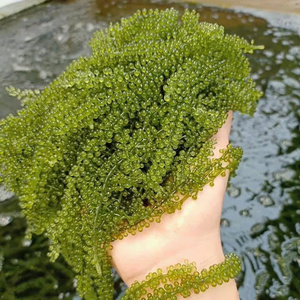 Algas marinas orgánicas vietnamitas delicadas (Caulerpa Lentillifera) Laver seco sazonado con caja de agua salada Embalaje por La Sra. Laura - Product Image 1