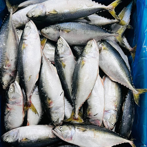 具有营养价值的太平洋鲭鱼进口商有益健康-阿里巴巴