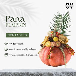 Citrouille Pana de qualité supérieure pour bricolage mariage événement à la maison ou décor de bureau Arrangement de fleurs séchées - Product Image 3