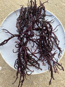 VIETNAM SUPPLIER BULK <b>DRIED</b> COTTONII SEAWEED INCLUDING SAGASIUM SEA <b>MOSS</b> <b>DRIED</b> SEA <b>MOSS</b> CHEAP SALE IRISH SEA <b>MOSS</b> - Product Image 6
