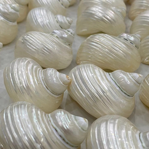 Proveedor de Exportación a Granel de Material Natural Decorativo Premium de Conchas de Turbo Hechas a Mano en Vietnam - Product Image 1