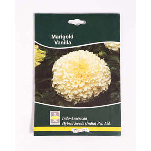 Categoría de Producto: Flores Secas IAHS MARIGOLD VANILLA - Product Image 1