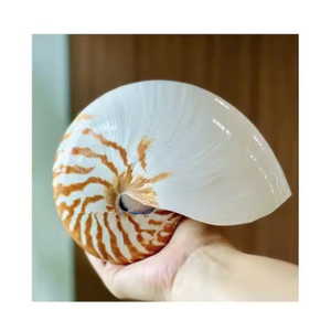 Coquille décorative Nautilus du Vietnam pour intérieurs côtiers modernes et salles d'exposition de collectionneurs - Product Image 5