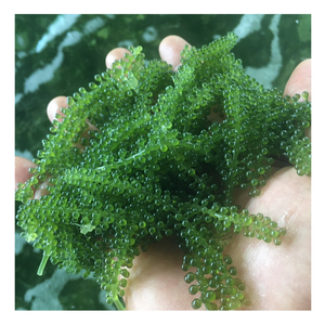Couleur vert doré d'algues de raisin de mer de qualité supérieure du Vietnam, raisin de mer/algues nutritives et fraîches idéales pour les importateurs internationaux - Product Image 1