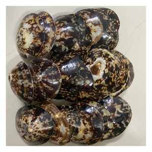 เปลือกหอยลิมเพต ผิวธรรมชาติ สำหรับงานตกแต่งศิลปะและงาน DIY ราคาส่งสำหรับผู้ซื้อจำนวนมาก / ผลิตเร็ว - Product Image 1