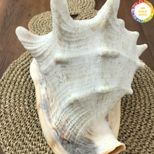 Concha Natural de Calidad Cassis Madagascariensis de Vietnam Diseñada para Proyectos de Arte Creativo y Usos Decorativos - Product Image 2