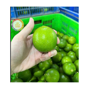 <b>FRESH</b> GREEN LEMONS FOR EXPORT PREMIUM QUALITY NATURAL <b>CITRUS</b> <b>FRUIT</b> FROM VIETNAM WITH COMPETITIVE PRICE WHOLESALE SUPPLIER - Product Image 6