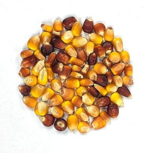 Maíz en Oferta, Orgánico o Convencional, Fresco o Seco, Baja Humedad, Alta Pureza, Suministro a Granel, Ideal para los Mercados de Alimentos y Piensos - Product Image 2