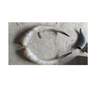 Par de bocina de búhos, claxon Natural montado, producto en oferta, para decoración de pared - Product Image 5