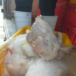 Muslos de Pollo Congelados a Granel, Certificados Halal, Procesados Limpios, Frescos, Grado de Exportación al por Mayor para Proveedores Globales de Alimentos, Premium - Product Image 1