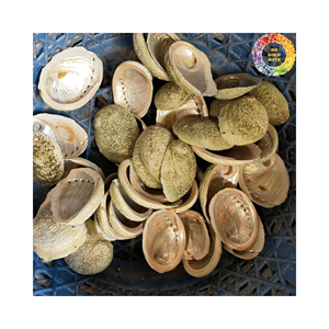 Concha de abulón Natural para manualidades, joyería artesanal DIY, concha marina, artículos hechos a mano, artesanía Natural, concha marina, decoración del hogar, tono azul - Product Image 6