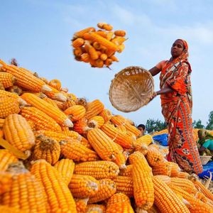 2024 New Crop Corn High Quality Bangladesh Origin Bulk Supply for Export Agriculture Product - Product Image 1