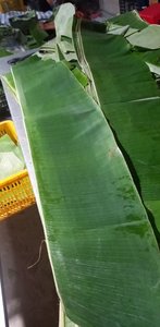 Hojas de Plátano Congeladas de Vietnam, Suministro a Granel, Calidad de Exportación, Hojas Naturales para Envolver Alimentos - Sra. Tarina - Product Image 4