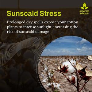 Súper MagicGro - Product Image 3