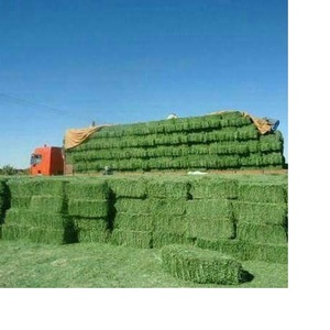 100% Quality Alfalfa Hay for <b>Animal</b> <b>Feeding</b> - Product Image 1