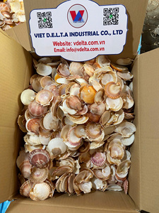 ทำความสะอาดเปลือกหอยหอยเชลล์เพื่อการส่งออกและผลิตงานฝีมือ/Katty - Product Image 2