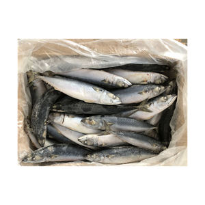 Pescado Barracuda Congelado Premium disponible a precio de fábrica para suministro a granel y comercio mayorista - Product Image 4