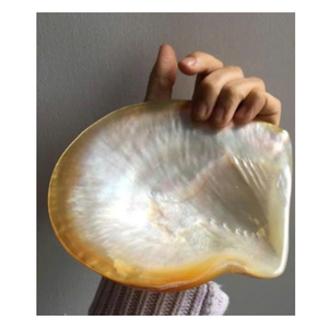 Conchas de vieiras seleccionadas a mano de Vietnam para el arte de conchas y suministros artesanales - Product Image 5