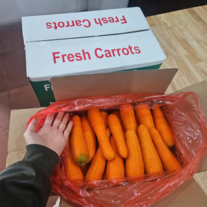 Carottes entières biologiques surgelées légumes agricoles frais avec goût sucré emballage personnalisé à prix raisonnable du Vietnam - Product Image 4