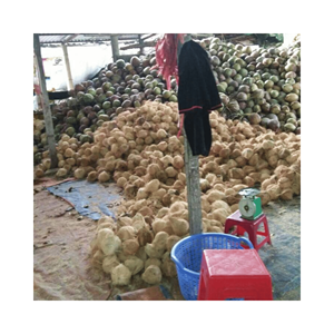 Coco natural maduro semidescascarillado para triturar copos y barras de aperitivos, selección de tamaño uniforme empaquetado en Vietnam - Product Image 4