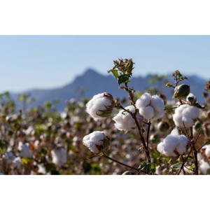 Exportación a granel (Gossypium Barbadense) 100% algodón crudo blanqueado orgánico para ropa y textiles para el hogar ecológico - Product Image 4