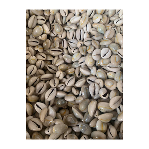 Cowrie Shell Beads Oval Sea Shells Beach Seashells para DIY Arts of Home Decoration fabricación de joyas/Accesorios - Product Image 5