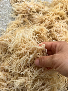 VIET NAM <b>DRIED</b> IRISH SEA <b>MOSS</b>// Ms. Lima - Product Image 4