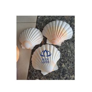 osster-conchas de conchas musculares, gran cantidad disponible - Product Image 4
