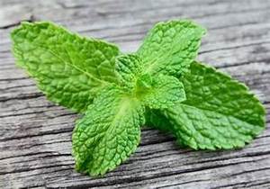 HIERBAS DE MENTA VERDE NATURAL RECIÉN COSECHADAS ETIQUETA LIMPIA PLANTA PURA BASADA PARA APOYO AL SISTEMA INMUNE Y DETOX - Product Image 6