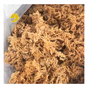 Musgo de mar seco sin sal Vietnam Natural para la venta-Eucheuma Cottonii Seaweed Irish Seamoss en venta al por mayor - Product Image 4