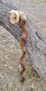 Bâton de marche en corne de bélier fabriqué à la main avec prise naturelle Canne en corne de bélier naturelle Bâton de marche fait à la main pour les aînés - Product Image 5