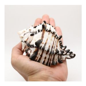 เปลือกหอยทะเล MUREX สีดําธรรมชาติ เปลือกหอยพระจันทร์ เปลือกหอยทะเลมหาสมุทรสีดําและสีขาว ลายปลอมเปลือกหอยทะเล MUREX - Product Image 5