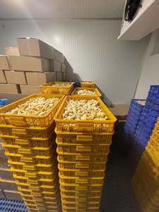 Gingembre congelé produit à partir de racines de haute qualité pour les besoins de la cuisine commerciale en provenance du Vietnam par 99 Gold Data - Product Image 5